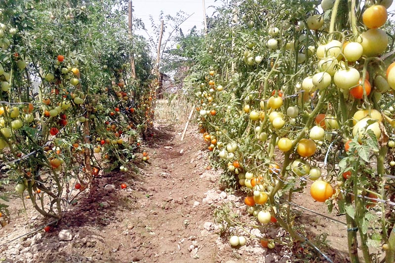 Commercial-tomato-farming