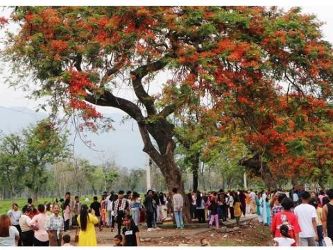 पर्यटकलाई मोहित बनाउने शिरीषको राताम्य फूल