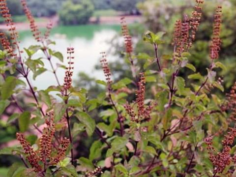 आज हरिशयनी एकादशी : तुलसीको बिरुवा सारिँदै