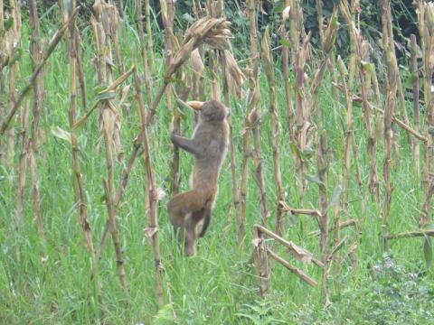बाँदरले अन्नबालीमा क्षति पुर्याए किसानले राहत पाउने, व्यक्तिलाई घाइते बनाए दुई लाख रुपैयाँसम्म दिइने