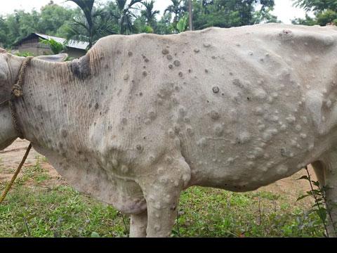 पाँचथरको हिलिहाङमा पनि देखियो गाई गोरुमा लम्पी स्किन भाइरस रोग
