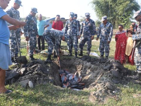 सशस्त्र प्रहरीको बेस क्याम्प शनिश्चरेद्वारा १ सय २० केजी अवैध माछा नियन्त्रणमा लिइ नष्ट