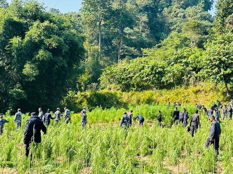 पन्ध्र बिघामा गरिएको गाँजाखेती नष्ट