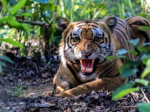 बाराको निजगढ रतनपुरीमा बाघ आतङ्क, चौपाया मार्न थालेपछि स्थानीय त्रसित