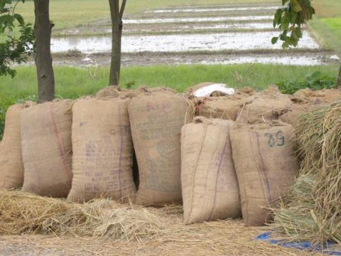 धान नबिकेपछि कचनकवलका किसान चिन्तित