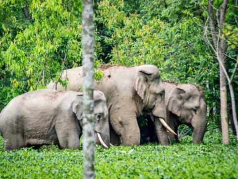 झापामा बढ्यो रैथाने हात्तीको संख्या, १० हात्तीलाई दिइयो नाम