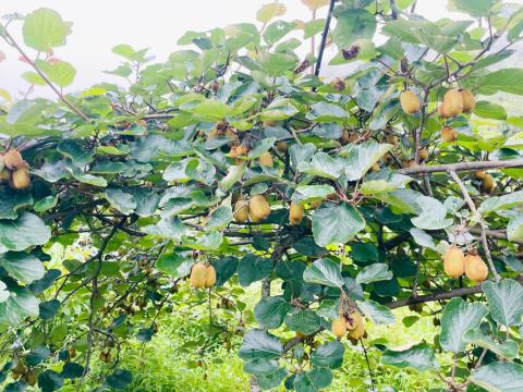इलाममा किबी फलाउँदै झापाका युवा