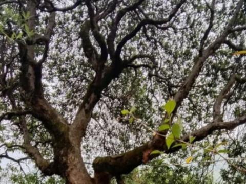 विश्वको सबै भन्दा ठुलो लाली गुराँस   ईलामको देउमाईमा 