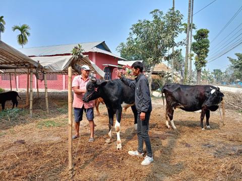 बिर्तामोडमा खोरेत विरुद्दको भ्याक्सिन लगाइदै, १३ हजार पशुलाई लगाइने