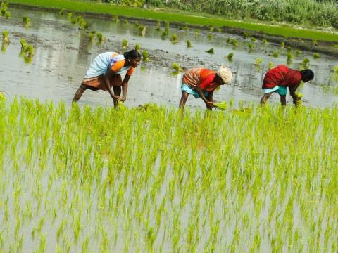 झापामा २० हजार हेक्टरमा चैते धानखेती