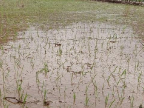 असार सकिन लाग्दा झन्डै ५९ प्रतिशत धान रोपाइँ