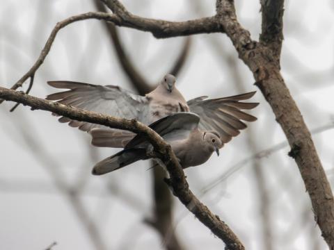 सिमसार भूमि : जीवन, जैविक विविधता र नेपालको भविष्य