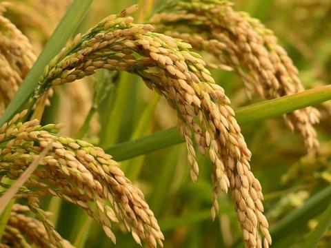 प्रमुख खाद्यान्नको न्यूनतम समर्थन मूल्य ३० दिनभित्र निर्धारण गरिने