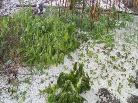 झापामा असिनापानीले कृषि क्षेत्रमा तीन अर्बको क्षति