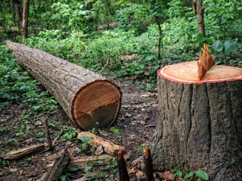 मदन भण्डारी राजमार्गका लागि १३ हजारभन्दा बढी रुख कटान सम्पन्न