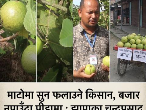 माटोमा सुन फलाउने किसान, बजार नपाउँदा पीडामा : झापाका चन्द्रप्रसाद बस्नेतको अम्बा खेतीको कथा माटोमा सुन फलाउने किसान, बजार नपाउँदा पीडामा : झापाका चन्द्रप्रसाद बस्नेतको अम्बा खेतीको कथा